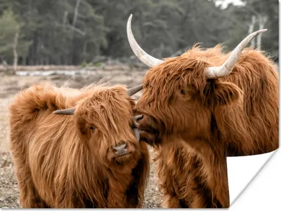 Produktbild von MuchoWow® Poster Schottische Highlander - Tiere - Liebe 80x60 cm - Kunst für zu Hause