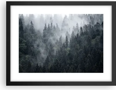 Produktbild von Gerahmtes Poster - Schwarzer Rahmen - Wald Baum Natur - 40x30 cm - Wand Bild - Wanddeko - Wandbilder - Kunstposter - Wandposter - Bilderrahmen - Bilder - Kunstdruck - Wandbild - P2BAA40x30-4074