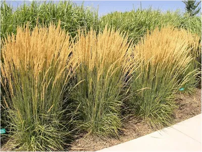 Produktbild von Stauden Gänge 10 x Calamagrostis x acutiflora 'Karl Förster' im 1 Liter Topf - Reitgras - Top als Sichtschutz Hecke - Aufrechte Eleganz