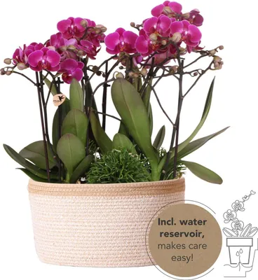 Produktbild von Lila Pflanzenset im Baumwollkorb 3 Orchideen Ø9cm Zimmerpflanze Grünpflanze