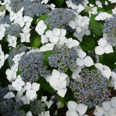 Obrázok produktu pre 2 x hortenzia 'Mariesii Grandiflora' | 25-30 cm v nádobe
