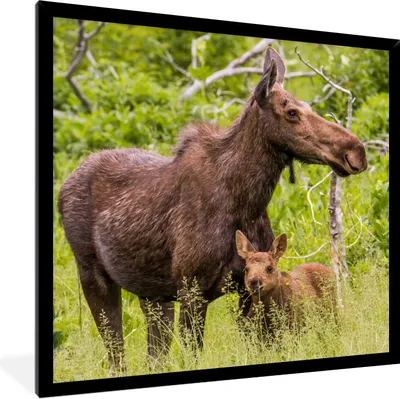 Produktbild von MuchoWow® Gerahmtes Poster Rentier - Pflanzen - Kalb 40x40 cm - Poster mit Schwarzem Bilderrahmen Wandposter Rahmen Foto Bilder - Mit Rahmen - Wanddekoration Schlafzimmer