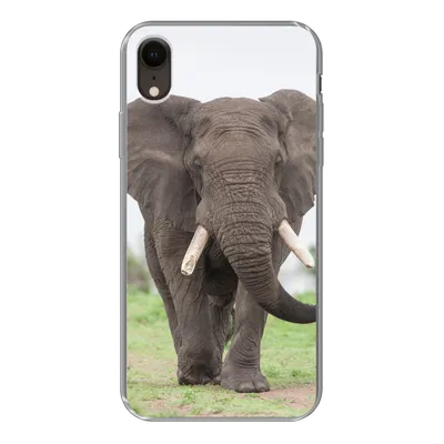 Produktbild von MuchoWow® Handyhülle Schutzhülle Hülle für iPhone XR Elefant - Tiere - Gras - Natur Silikon Softcase Handy Hülle - Schutzdeckel