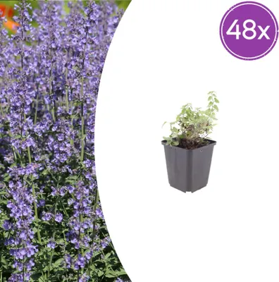 Immagine prodotto di Nepeta 'Grol' | 48 pezzi - 10-25cm - Ø9cm - Pianta da giardino