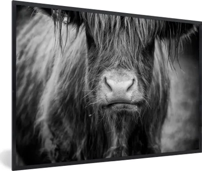 Produktbild von MuchoWow® Gerahmtes Poster Schottischer Highlander - Kuh - Schwarz - Weiß - Tiere 90x60 cm - Poster mit Schwarzem Bilderrahmen Wandposter Rahmen Foto Bilder - Fotorahmen - Foto-Plakat