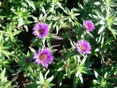 Produktbild von 6 x Aster n.-a. 'Purple Dome' - Herbstaster - Topf 9 x 9 cm