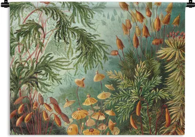 Produktbild von MuchoWow® Wandteppich Wandbehang Alte Meister - Kunst - Muscinae - Haeckel 150x112.50 cm Tapisserie Dekoration Wandtuch - Wanddecke - Wandteppiche