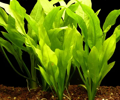 Produktbild von 3 Bund Blehers Schwertpflanze (Echinodorus Bleheri)