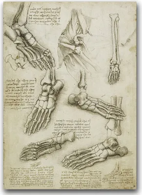 Produktbild von Poster - Canvas - Leinwand - 59,4 cm x 84,1 cm - Fotoposter - Leinwandkunst - Da Vinci Fußknochen