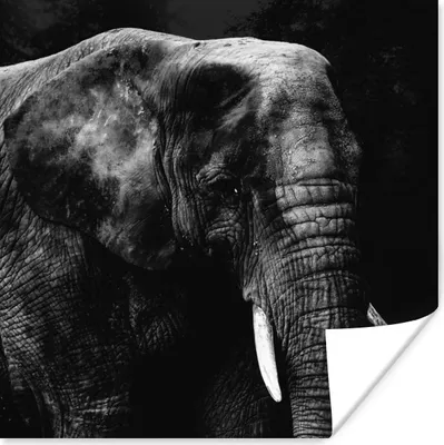 Produktbild von MuchoWow® Poster Elefant - Tiere - Schwarz - Weiß 50x50 cm - Wohnzimmerdekoration