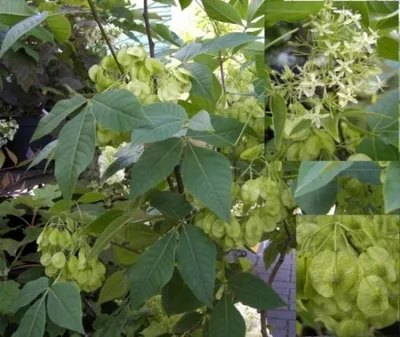 Produktbild von Kleeulme - Lederbaum - Ptelea trifoliata - stark duftend - Krautmedizin