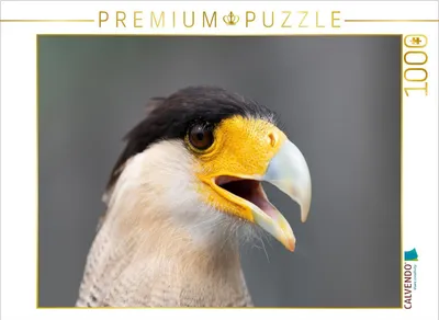 Produktbild von CALVENDO Puzzle Schopfkarakara | 1000 Teile Lege-Größe 64x48cm Foto-Puzzle für glückliche Stunden