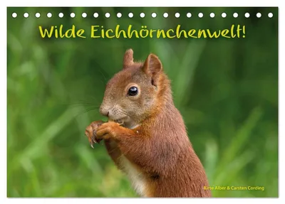 Produktbild von Wilde Eichhörnchenwelt! (Tischkalender 2027 DIN A5 quer), CALVENDO Monatskalender