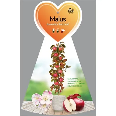 Produktbild von Säulenapfel Malus 'Red Leaf' ca. 120 cm Herbstapfel 'Red Leaf'