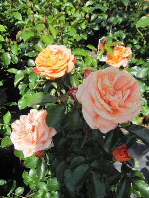 Produktbild von Beetrose Mango ® - Rosa Mango ® - Kordes Rose