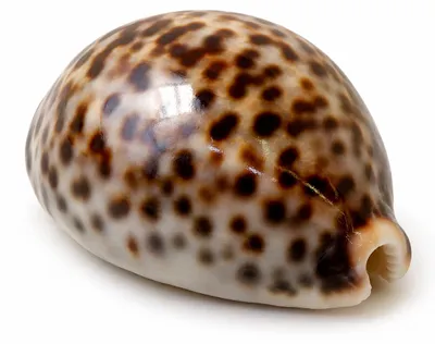 Produktbild von NaDeco Cypraea tigris 5-7 cm, Kauri-Tigerschnecke, Deko, Kaurischnecke mit gefleckter Zeichnung, Naturbelassen, Für Schalen und Glasgefäßen