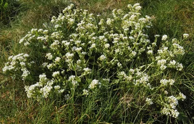 Produktbild von Löffelkraut (Skorbutkraut) Kräutersamen 50 Stück winterhart, ca. 30 cm hoch