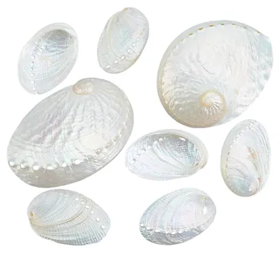 10 weiße Abalone-Muscheln, 2 Stile, für DIY & Dekoration