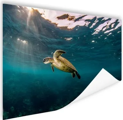 Produktbild von MuchoWow® Poster Schildkröte im klaren Wasser 180x120 cm - Fotoplakat