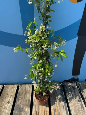 Produktbild von Sunny Tree - Toskanischer Jasmin - Kletterpflanze - 4 pcs - Außenpflanze - Widerstandsfähig bis -18 - Trachelospermum Jasminoides - 160 cm