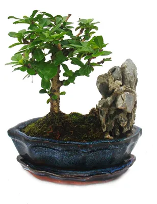 Productafbeelding van Bonsai Fukientee - Carmona microphylla - Landschapstype - ongeveer 6 jaar oud