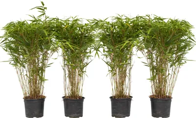 Produktbild von Bambus - 4 ks. - Fargesia nitida 'Gansu' - Výška 50-70cm - ⌀17cm