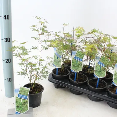 Image de Acer palmatum 'Emerald Lace' - Érable palmé | 25-30 cm en pot