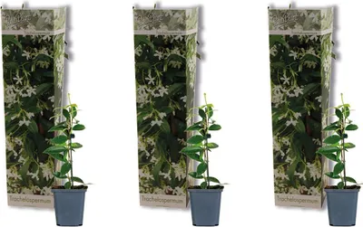 Zdjęcie produktu dla 3x Trachelospermum Jasminoides – Jaśmin toskański – Roślina pnąca – Odporna na zimę - ⌀9 cm - 15-20 cm