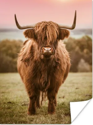 Produktbild von MuchoWow® Poster Schottischer Highlander - Kuh - Horizont 120x160 cm - Wandbilder