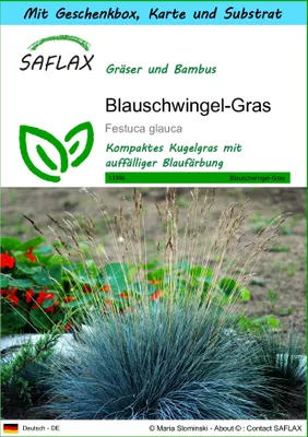 Produktbild von SAFLAX - Geschenk Set - Gräser-Bambus-Blauschwingel-Gras - 50 Samen - Mit Geschenk- / Versandbox, Versandaufkleber, Geschenkkarte und Anzuchtsubstrat - Festuca glauca