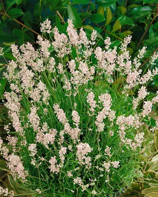 Produktbild von Lavandula angustifolia 'Rosea', Lavendel, rosa Blüten, ca. 9x9 cm Topf