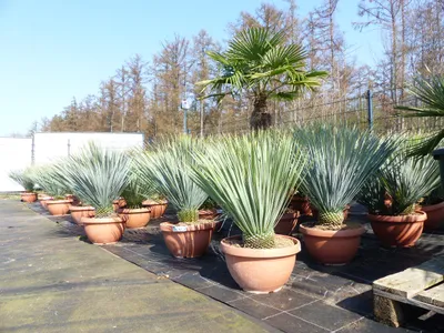 Produktbild von Yucca Rostrata 80 - 100 cm in Bonsai Schale | winterhart | Ø Krone 70 - 100 cm