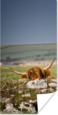 Produktbild von MuchoWow® Poster Schottischer Hochländer - Steine - Moos 60x120 cm - Wandschmuck