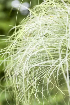 Zdjęcie produktu dla Carex comans (Carex comans), zwana też "Miążsówka kosmata" lub "Miążsówka falująca", roślina ozdobna o wysokości 10-15 cm, idealna do uprawy w doniczkach