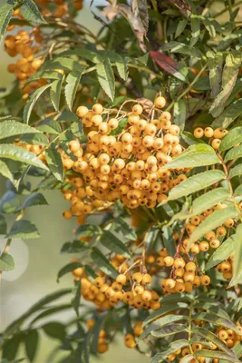 Produktbild von Eberesche 'Autumn Spire'® Sorbus aucuparia 'Autumn Spire' -R- C 10 100- 125