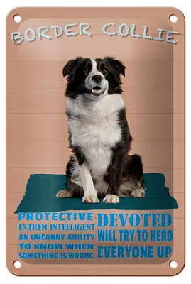 Produktbild von Blechschild Spruch 12x18cm Border Collie Hund protective