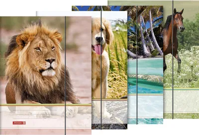 Produktbild von Sammelmappe A4 Karton Tiere Packung mit 10 Stück