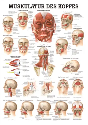 Produktbild von Muskulatur des Kopfes Mini-Poster Anatomie 34x24 cm medizinische Lehrmittel
