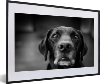 Produktbild von MuchoWow® MuchoWow® Gerahmtes Poster Tierprofil Labrador Hund in schwarz und weiß 60x40 cm - Poster mit zchwarzem Bilderrahmen - Schlafzimmer - Plakat in Rahmen - Drucken