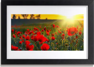 Produktbild von Bild 30x20 MDF-Rahmen Wandkunst Mohnblumen Wiese Natur Pflanze