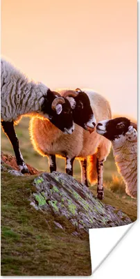 Produktbild von MuchoWow® Poster Schafe - Tiere - Sonnenuntergang 60x120 cm - Wandschmuck