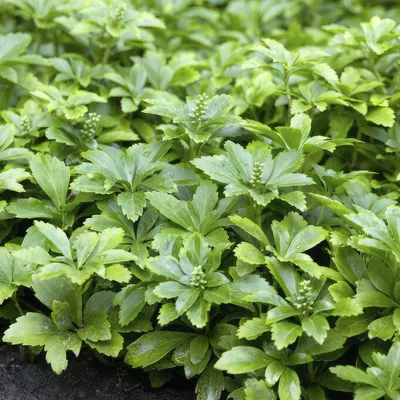 Obrázok produktu pre Pachysandra terminalis 'Green Carpet' - 24 rastlín - vždyzelená pôdopokryvná