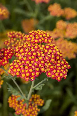 Produktbild von Achillea filipendulina 'Walter Funcke', Schafgarbe, orange, ca. 9x9 cm Topf