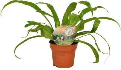 Immagine prodotto di Felce a nido Asplenium Antiquum, pianta da appartamento, Ø 12 cm, 30 cm, felce reniforme decorativa