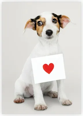 Produktbild von Süße Klappkarte mit Jack Russel Hund und Herz für Jahrestag, Geburtstag, Valentinstag