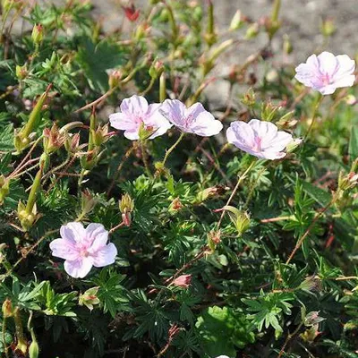 Obrázok produktu pre 6 x Žeriavovník pruhovaný - Geranium sanguineum striatum | kvetináč 9cm x 9cm