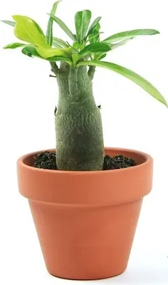Produktbild von Gardners Adenium obesum, priemer 6 cm