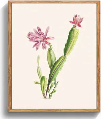 Produktbild von Leinwand Bilder Vintage Botanik mit Holzrahmen, 20x25 cm, Kaktus Rosa Blumen Aesthetic, Wandbilder Schlafzimmer Badezimmer