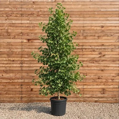 Produktbild von Ginkgo biloba Stammbusch Tit 200-250 cm, Stammumfang 8-10 cm
