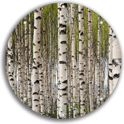 Produktbild von Wallario rundes Outdoor-Poster für Garten oder Balkon, Motiv Birkenwald - Baumstämme in schwarz weiß, 30 cm Durchmesser